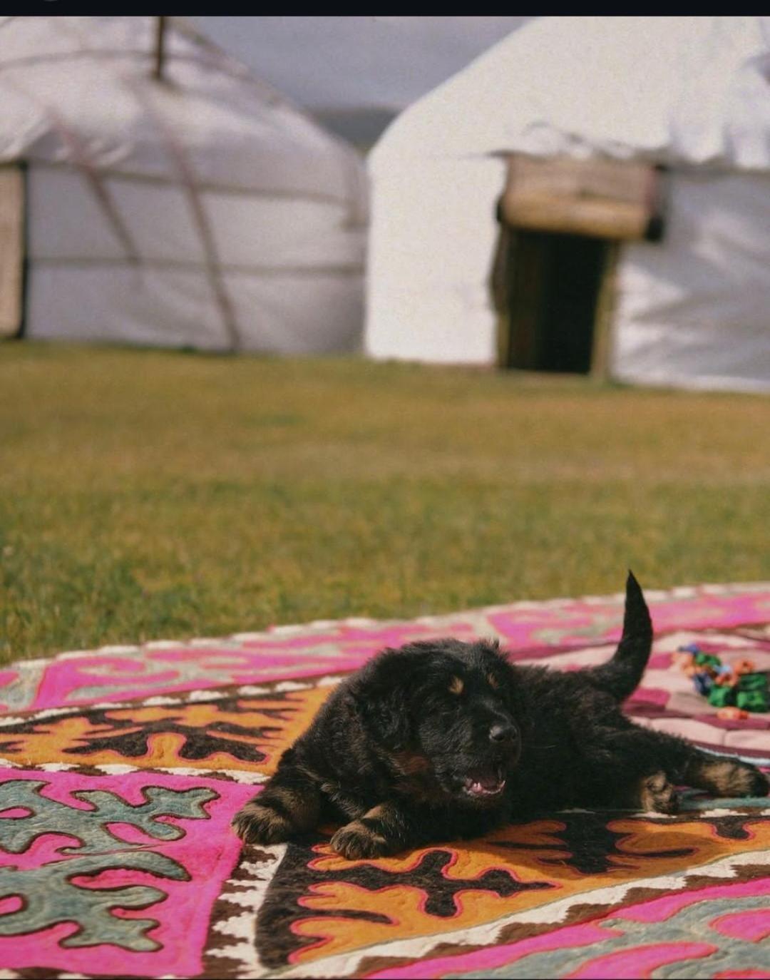 Hotel Zalkar Yurt Camp à Song-Kul Extérieur photo